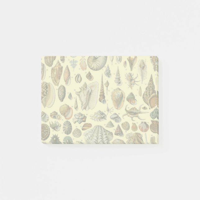 Seashell Shell Mollusk Clam Elegant Classic Art Post-it Notes (Front)