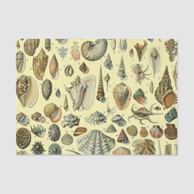 Seashell Shell Mollusk Clam Elegant Classic Art Tissue Paper (Front)
