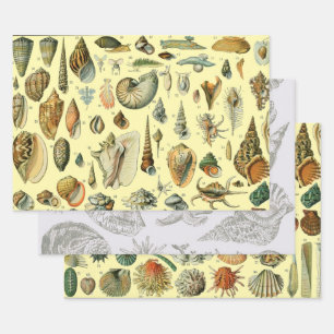 Seashell Shell Mollusk Clam Elegant Classic Art Wrapping Paper Sheet