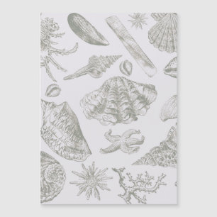 Seashell Soft Antique Art Beach Shells