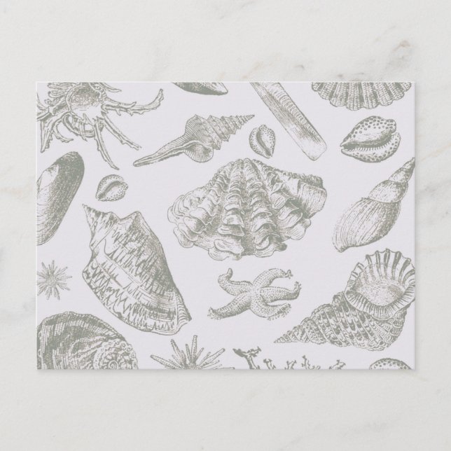 Seashell Soft Antique Art Beach Shells Postcard (Front)