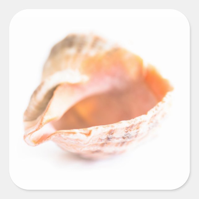 Seashell Square Sticker (Front)
