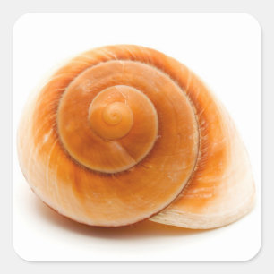 Seashell Square Sticker