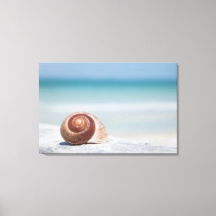 Seashell St. Petersburg, Florida Canvas Print