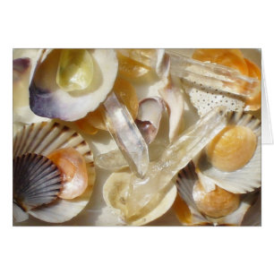 seashell sunlight