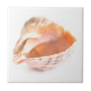 Seashell Tile