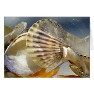 Seashells and crystal