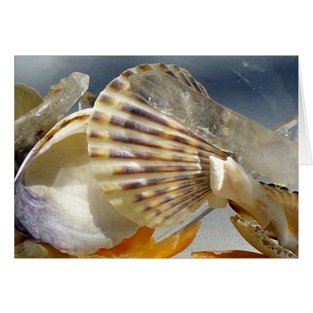 Seashells and crystal (Front Horizontal)
