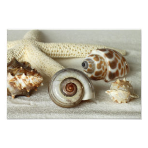 Seashells and starfish beach photo print