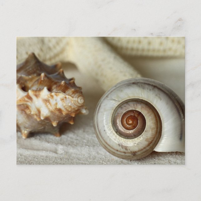 Seashells and starfish beach postcard (Front)