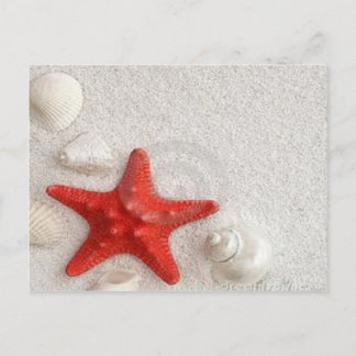 seashells and starfish postcard