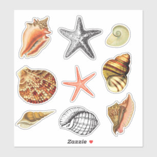 seashells artistic vintage style