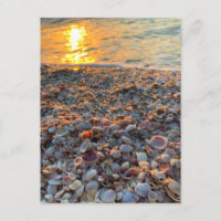 Seashells Beach Sunset Clearwater Florida Photo 