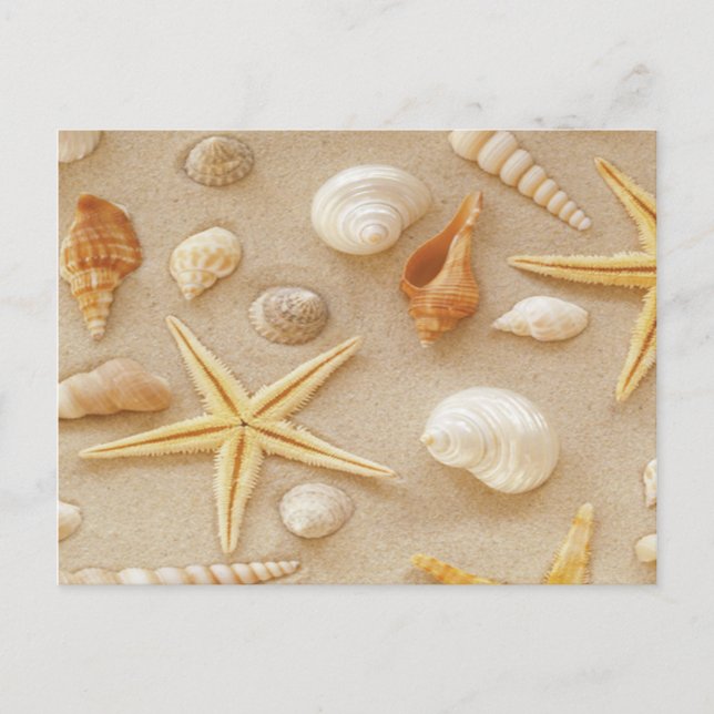 Seashells by the Seashore Postcard (Front)