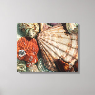 Seashells Canvas Print