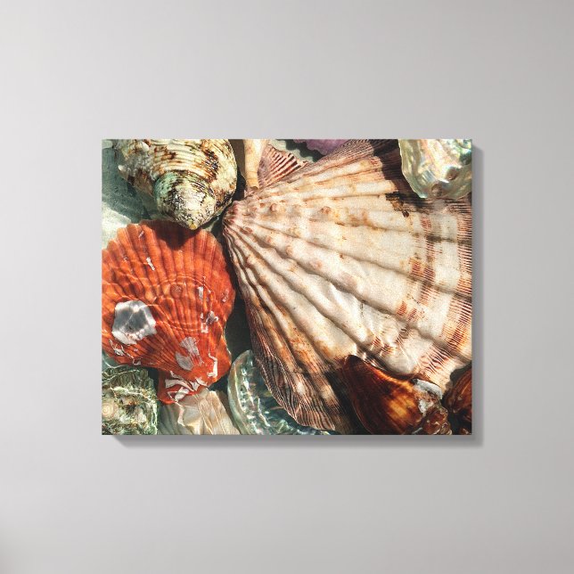 Seashells Canvas Print (Front)