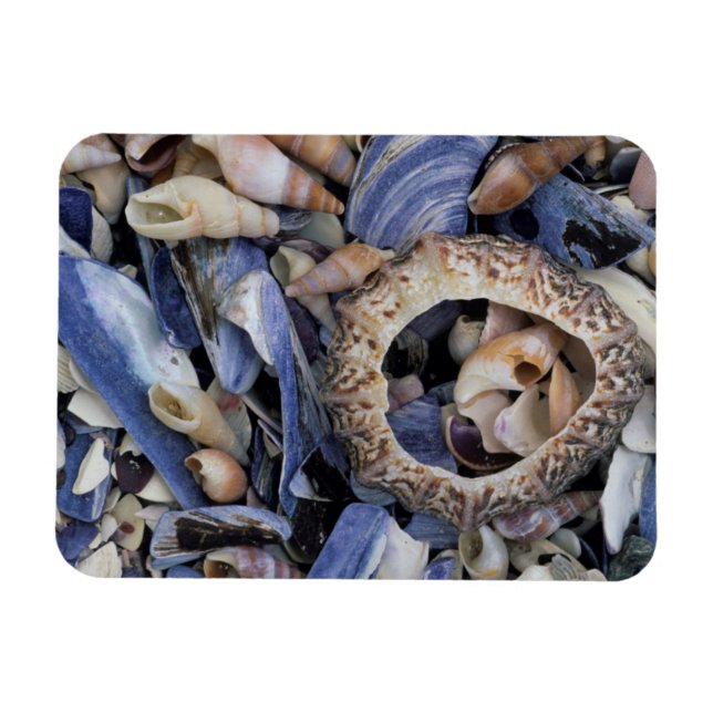 Seashells, Cape Town, Western Cape Magnet (Horizontal)