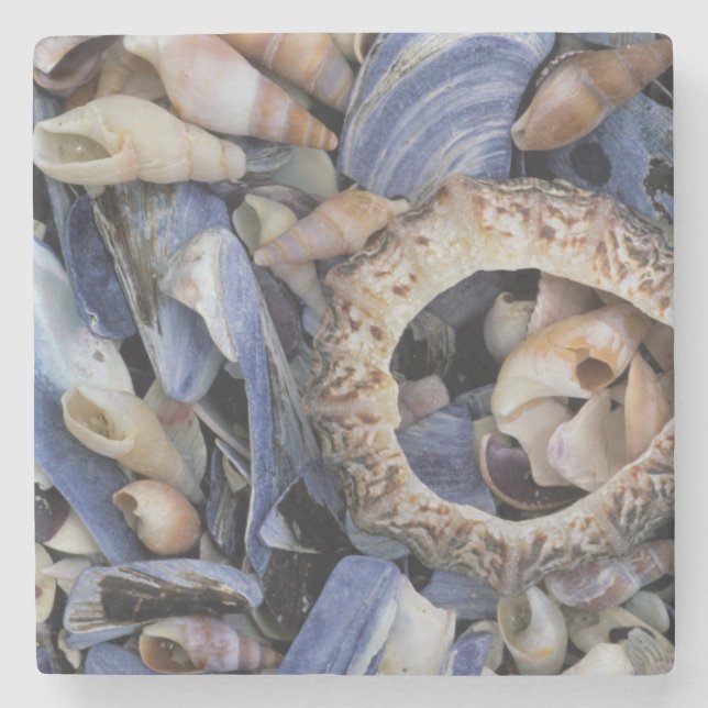 Seashells, Cape Town, Western Cape Stone Coaster (Front)