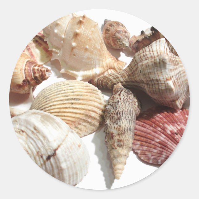 Seashells Classic Round Sticker (Front)