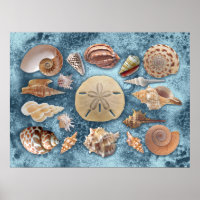 Seashells Collection