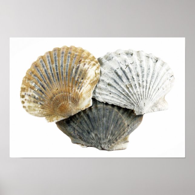 Seashells Fine Art Photography Poster (Front)