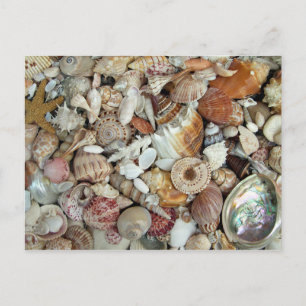 Seashells Galore Postcard