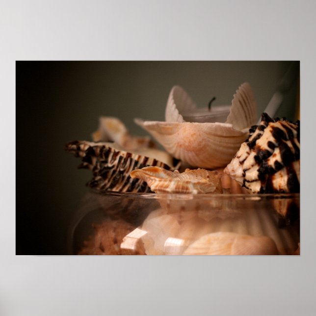Seashells in a Jar Poster (Front)