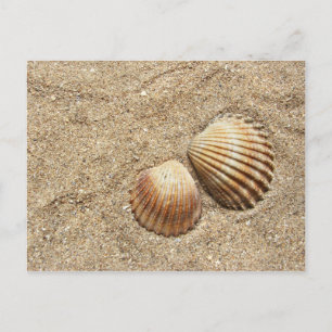 Seashells In Sand postcard