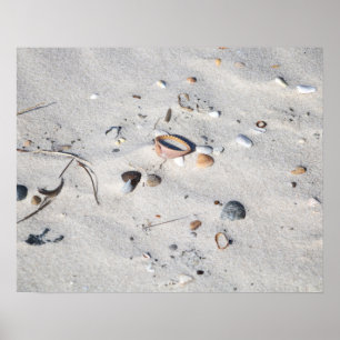 Seashells in the Sand Colour 16x20 Poster