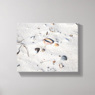 Seashells in the Sand Colour 8x10 Canvas Print