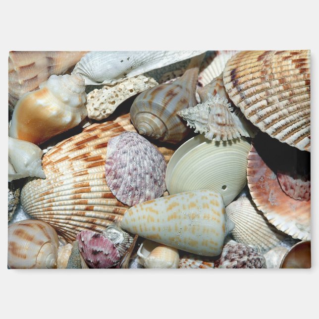 seashells magnet (Front)