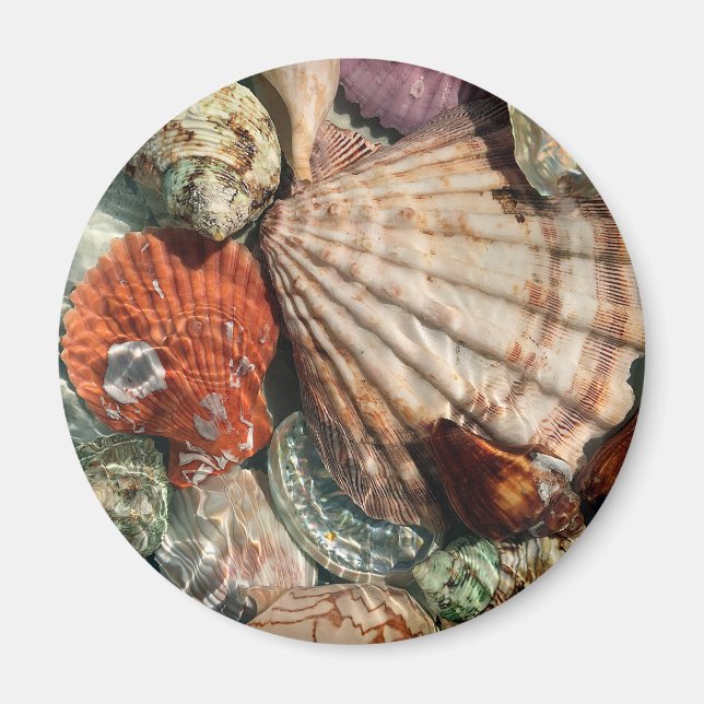 Seashells Magnet (Front)