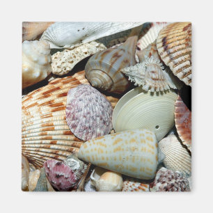 seashells magnet