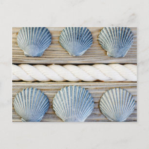 Seashells New York City Postcard