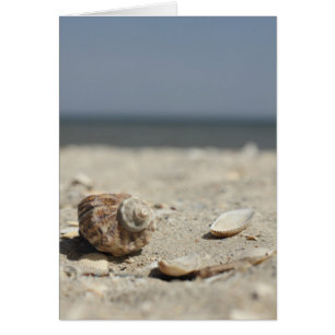Seashells On Sand By The Sea