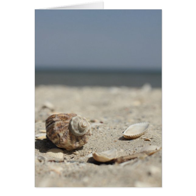 Seashells On Sand By The Sea (Front)
