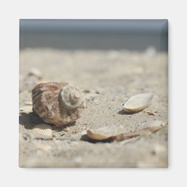 Seashells On Sand By The Sea Magnet (Front)
