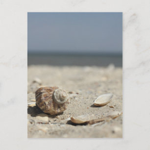 Seashells On Sand By The Sea Postcard