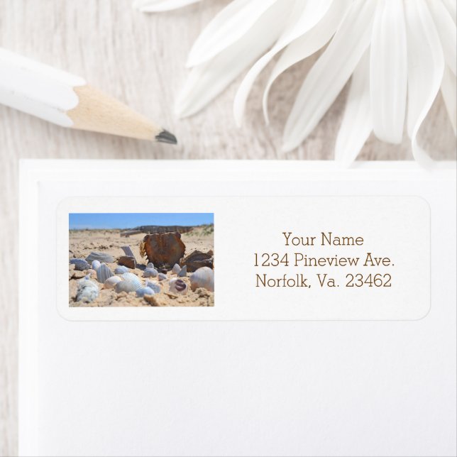 Seashells on the Beach by Shirley Taylor (Insitu)