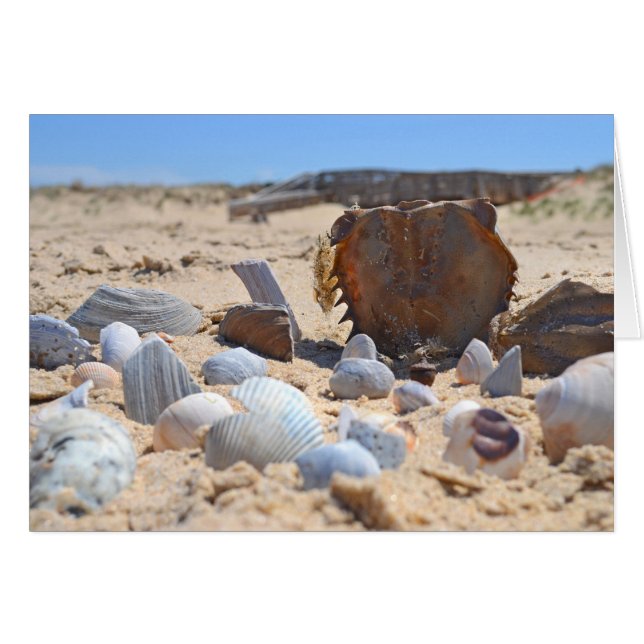 Seashells on the Beach by Shirley Taylor (Front Horizontal)