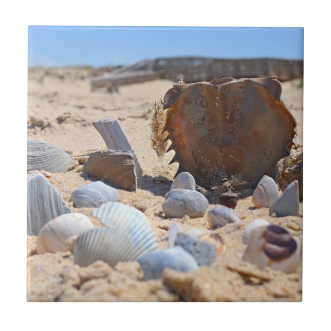 Seashells On The Beach by Shirley Taylor Tile (Front)