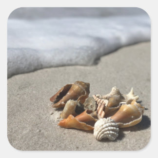 Seashells on the Beach  Square Sticker
