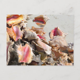 Seashells on the Beach Turks and Caicos Photo Postcard