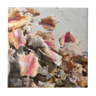 Seashells on the Beach | Turks and Caicos Photo Tile