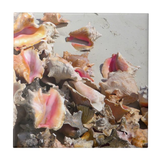 Seashells on the Beach | Turks and Caicos Photo Tile (Front)