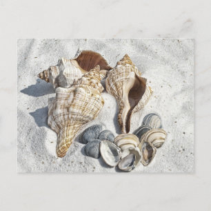Seashells on the White Sant Beach Postcard