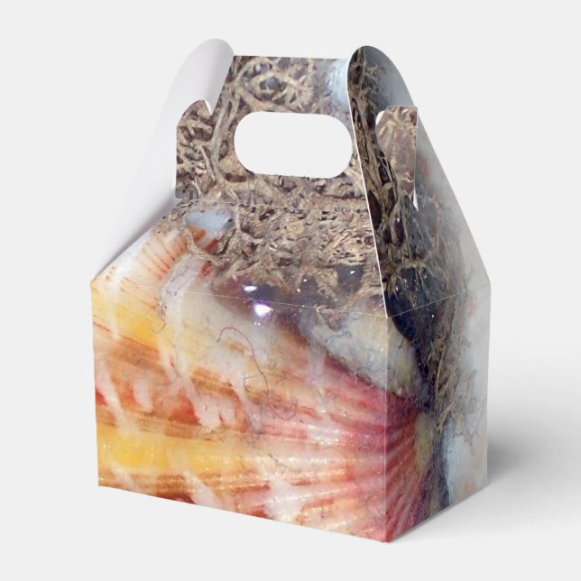 Seashells Photography Favour Box (Front Side)
