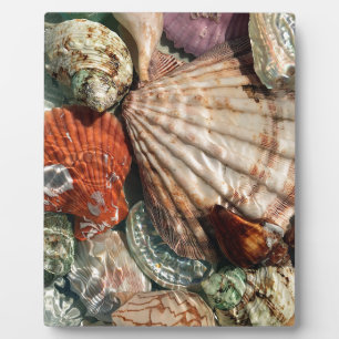 Seashells Plaque