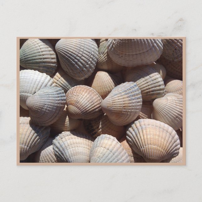 Seashells Postcard (Front)