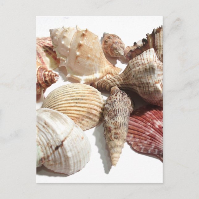 Seashells postcard (Front)